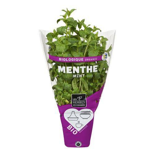 Les herbes gourmandes · Organic mint plant - Plante de menthe biologique (1 bunch - 1botte)