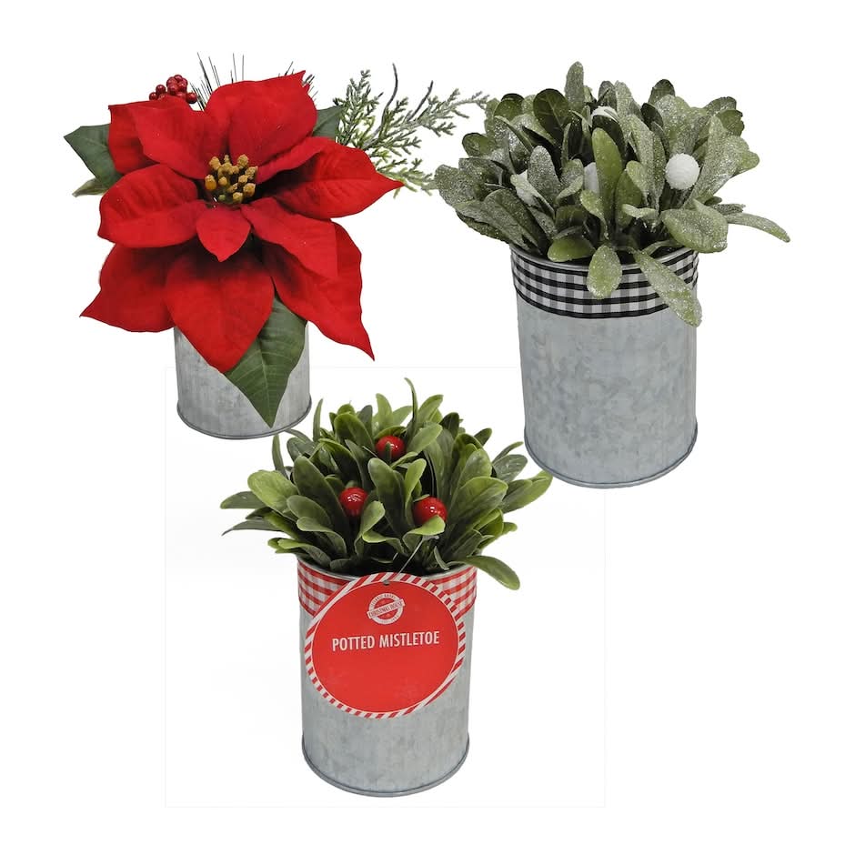 Christmas House Potted Mistletoe