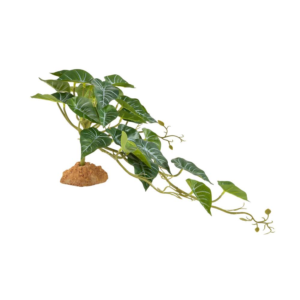 Thrive Ivy Plant