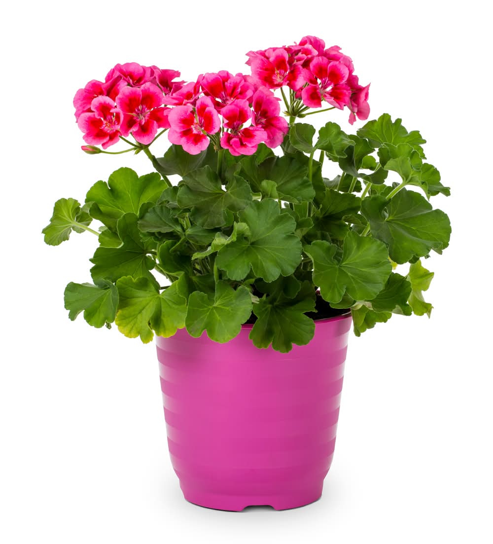 Lowe's Pink Geranium in 2.35-Quart Pot