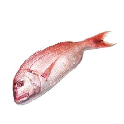 Red Snapper Whole Fresh - 2.00 Lb