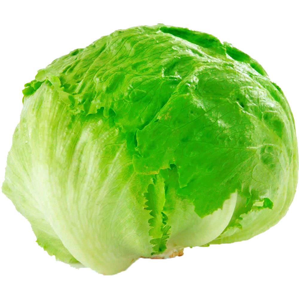 HIDROCAMPO · Lechuga escarola