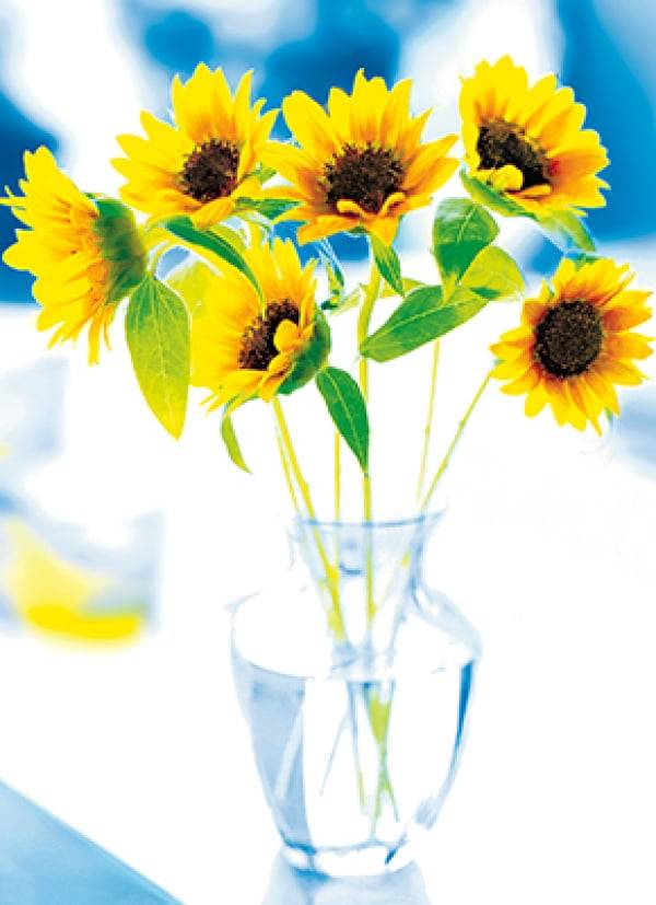 Avanti Card Blank Small Sunflowers In Gl