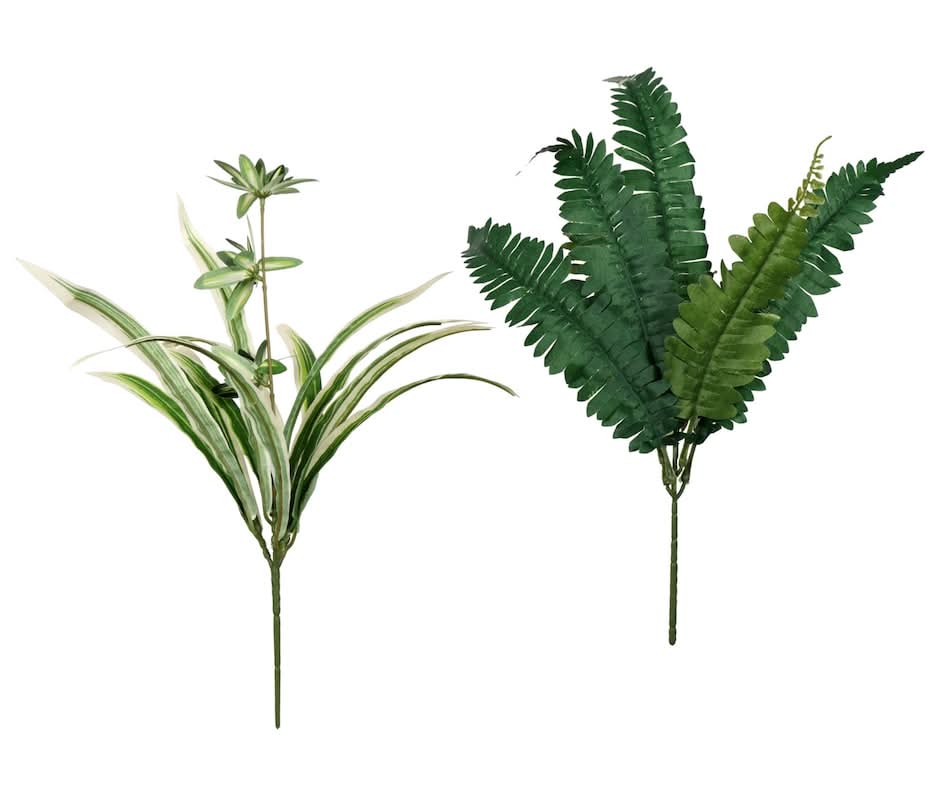 Floral Garden Fern and Spider Bush, 1 ct. Assorted