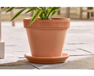 buy a lavender plant English Lavender, 6