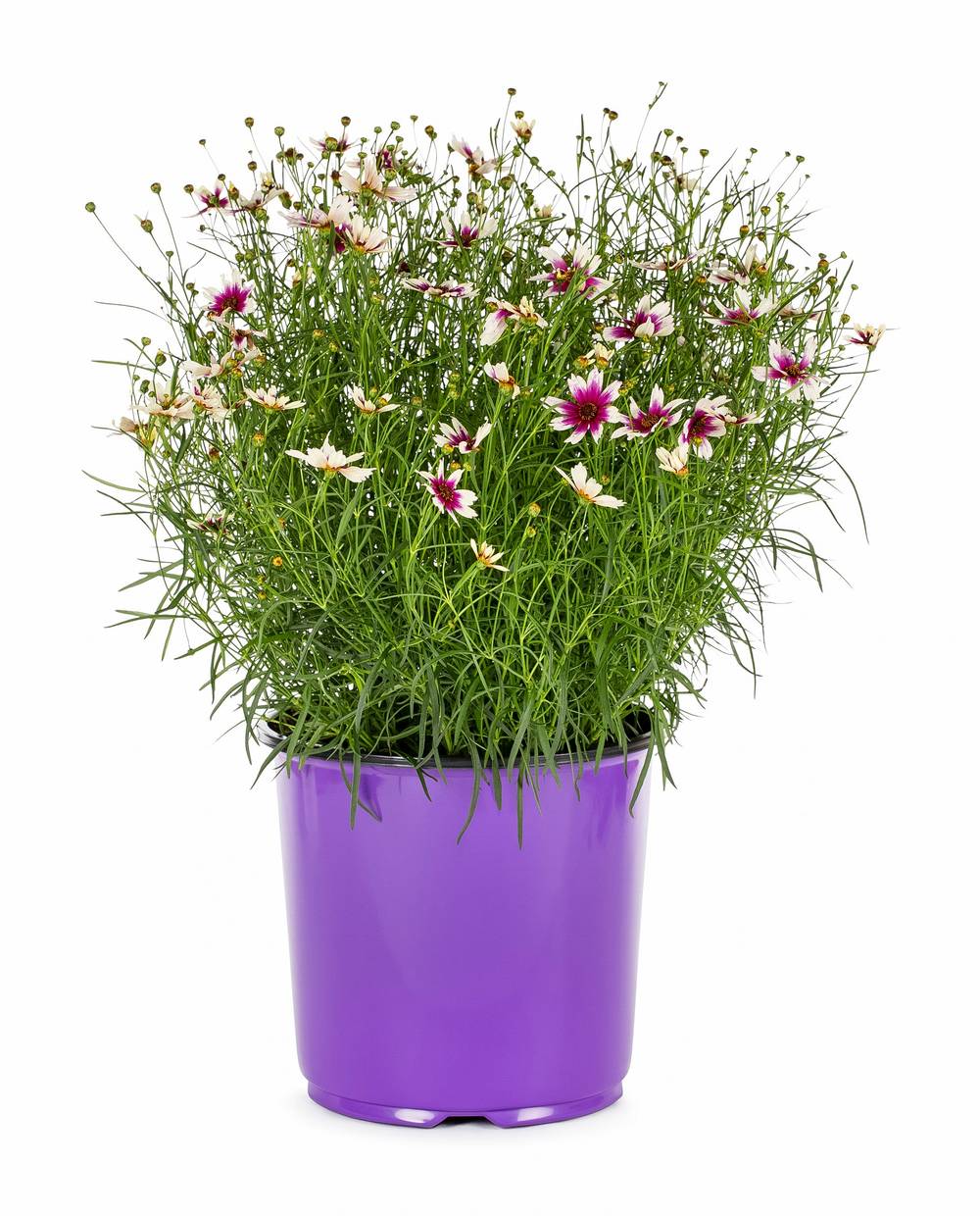 Lowe's Multicolor Coreopsis Plant in 1.50 -Gallon Pot 1.0 -Pack | 418170
