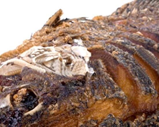 Tilapia