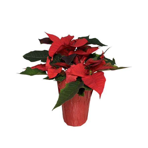 6' Poinsetta In Pc