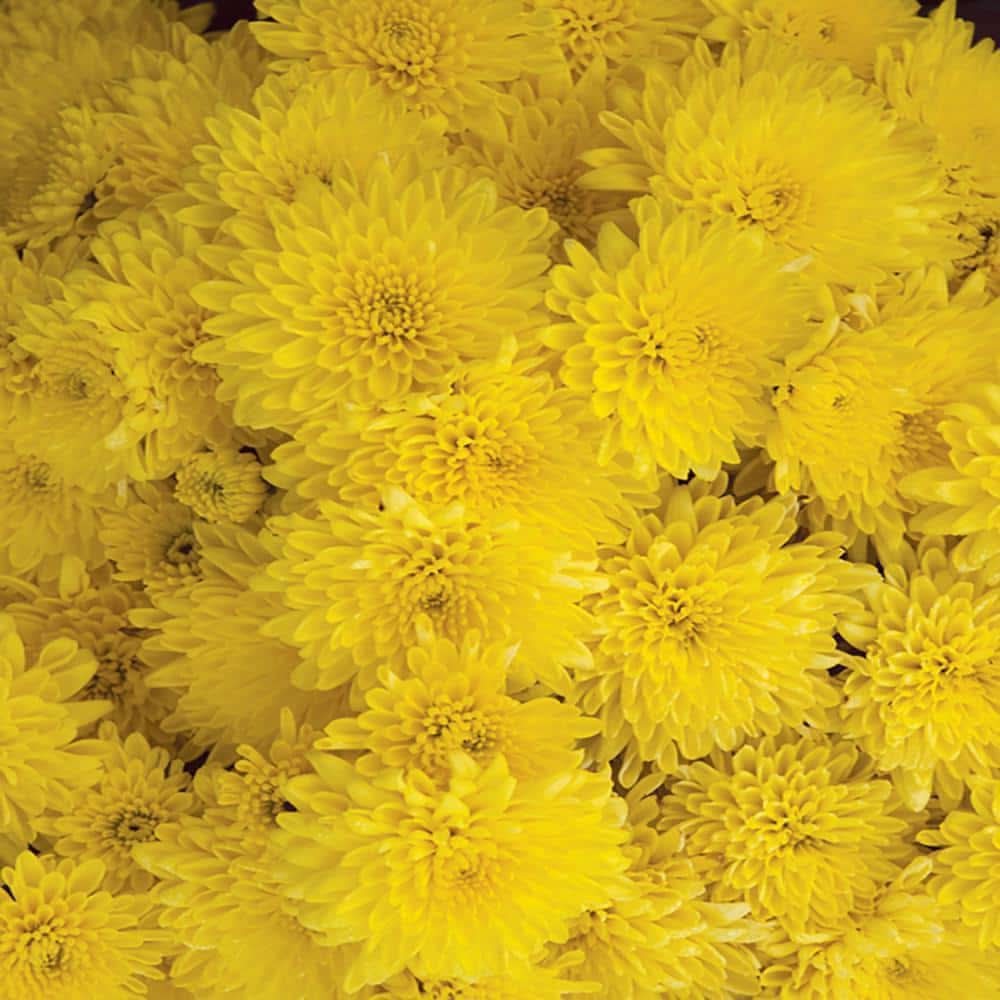 Altman Plants #10 Classic Hb Mum Plant With Yellow Flowers