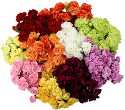 Mini Carnations Novelty 10 Stem - EA