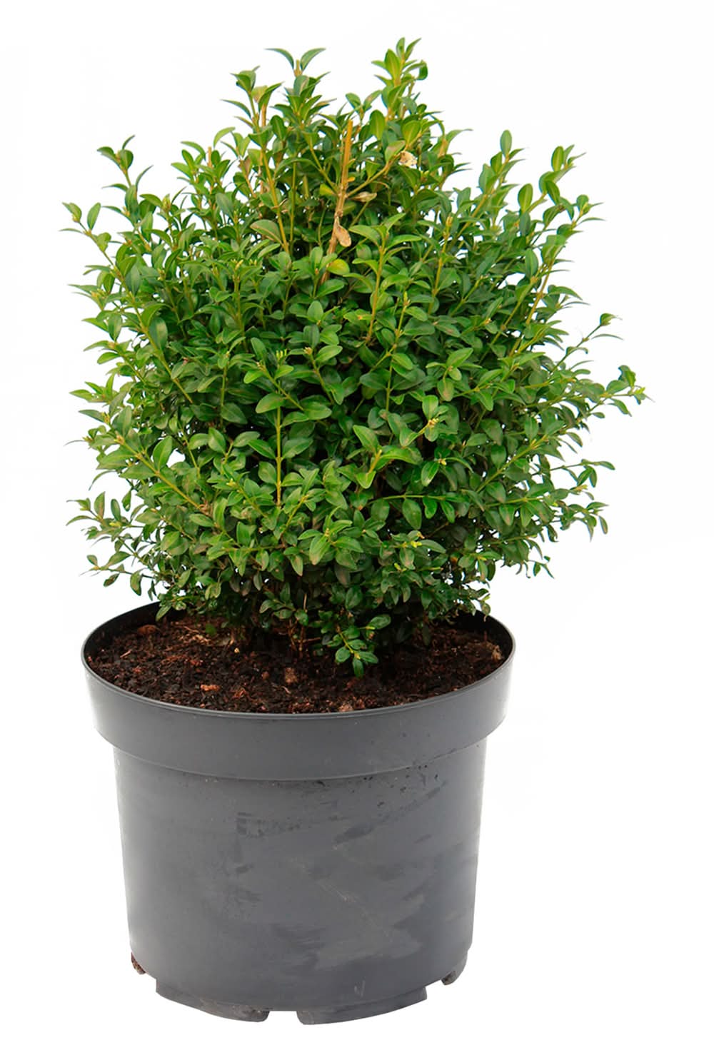 Planta natural Boj verde M 29 76x38 cm