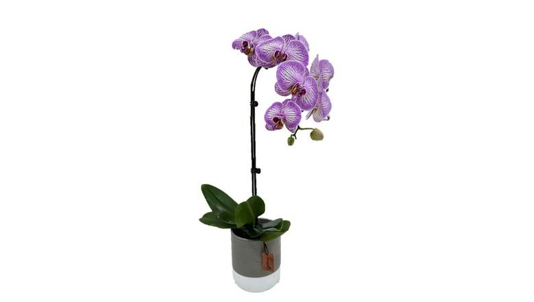 5" Orchid in Ceramic - Stipes
