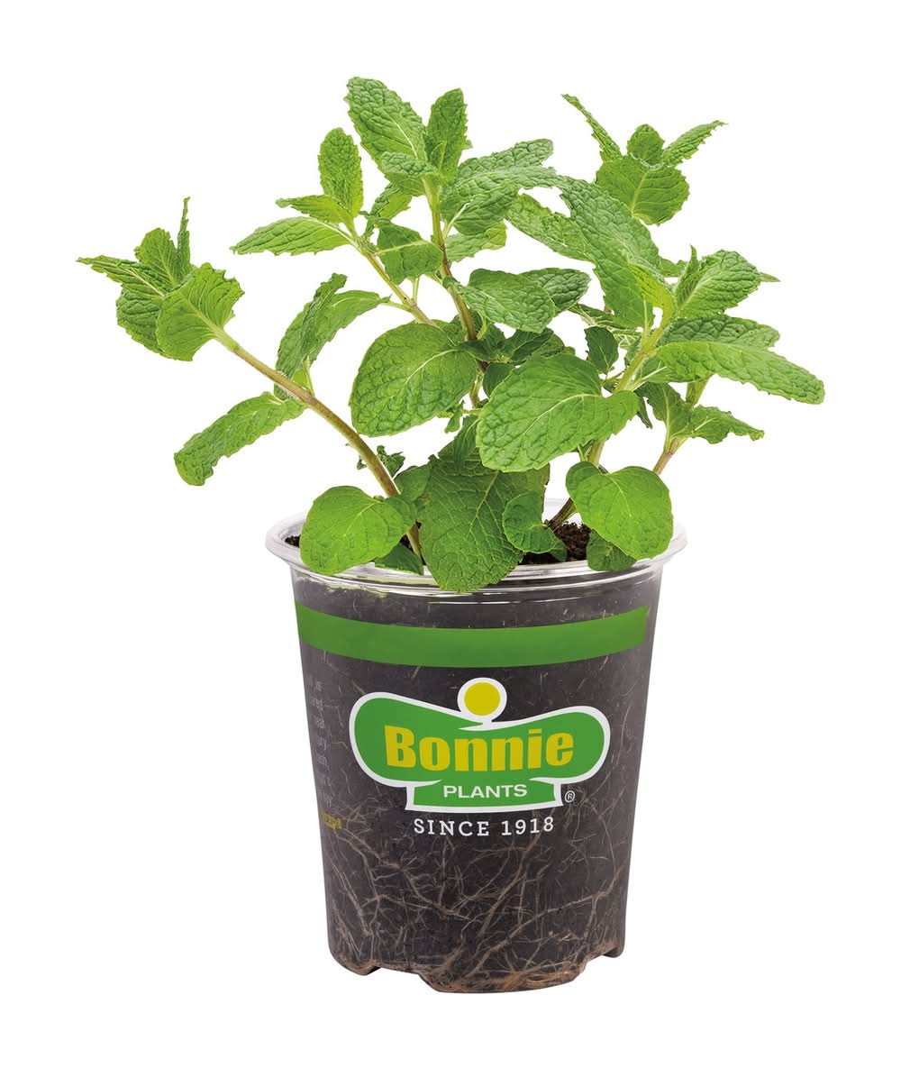 Bonnie Plants 1.0 -Pack Sweet mint Plant in Pot