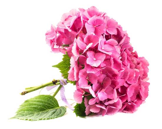 Debi Lilly · Hydrangea Flowers (1 bouquet)
