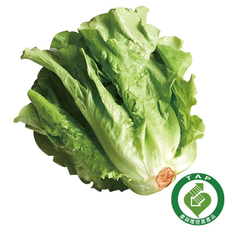 履歷福山萵苣(每包約250公克±10%) <1Bag袋 x 1 x 1Bag袋>