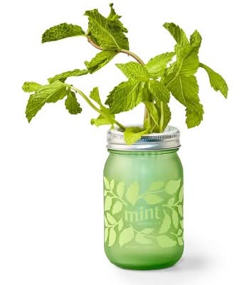 Modern Sprout Mint Jar Grow Kit Pint, Green