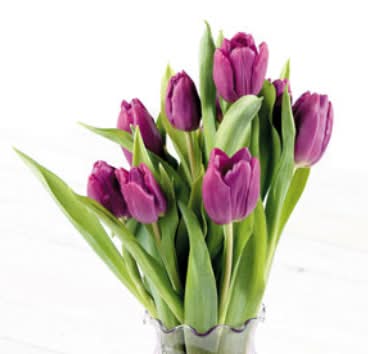 Floral Fresh Tulips (10 ct)