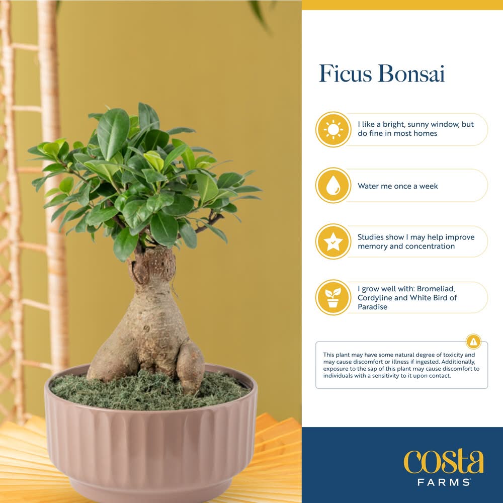 Costa Farms Specialty Bonsai House Plant 2.3 Qt Delivery Near Me | Order  Online | Uber Eats