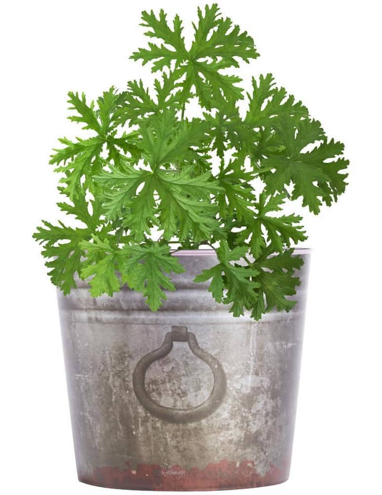 Bonnie Plants 2.32 Qt. Citronella Mosquito Herb Plant