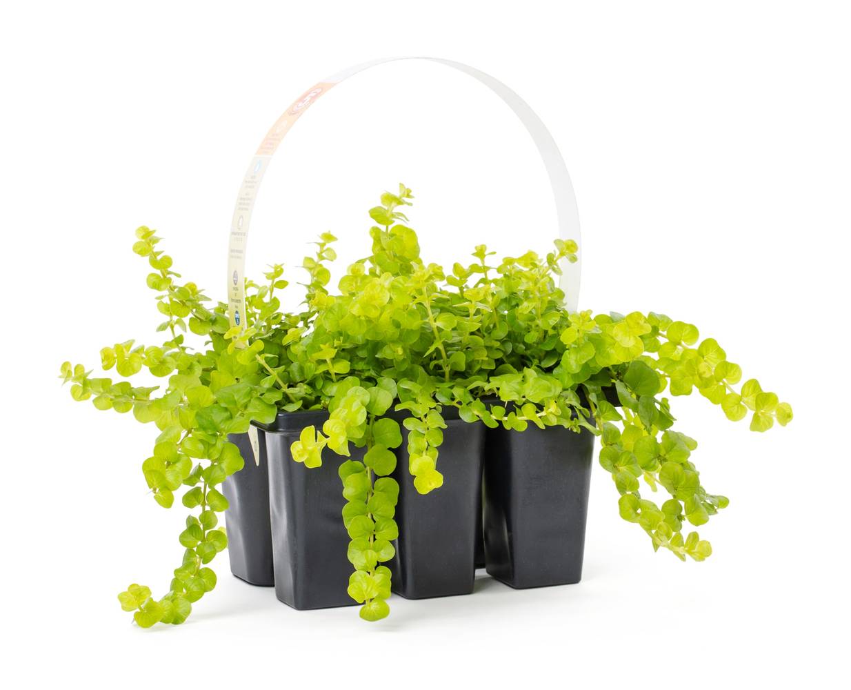 Lowe's Yellow Creeping Jenny Plant in 6 -Pack Tray 1.0 -Pack | NURSERY