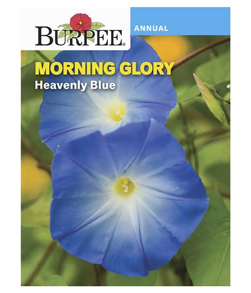 Burpee Morning Glory, Heavenly Blue