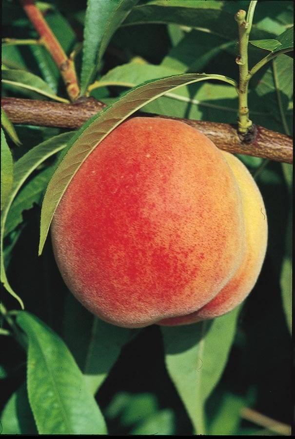 Lowe's Peach Plant | 92293