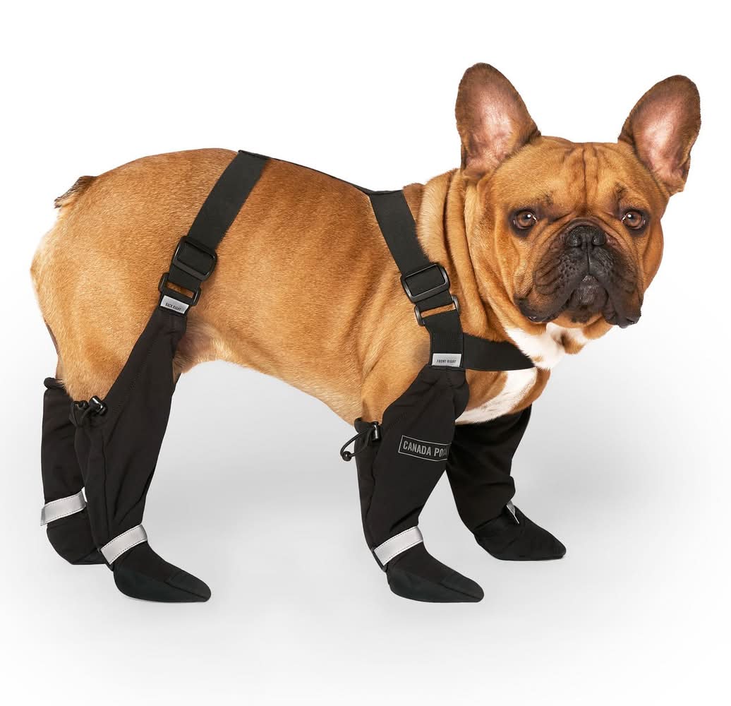 Canada Pooch Suspender Short Black Boots, 4