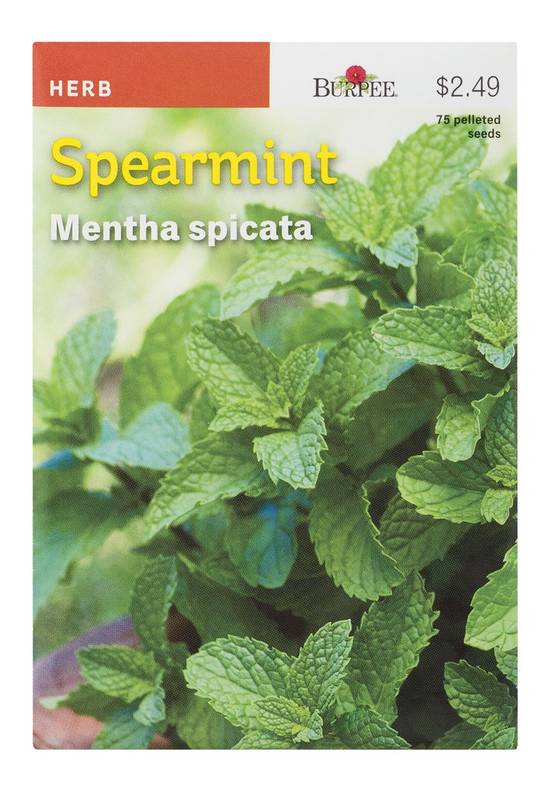 Burpee Spearmint Mentha Spicata (1 ct)