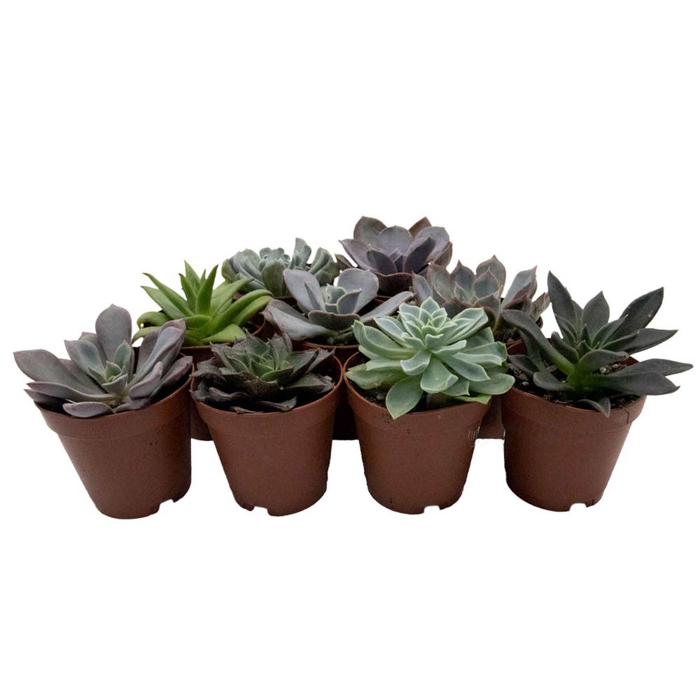 Reptifauna Echeveria, Assorted  - Not Available For Delivery