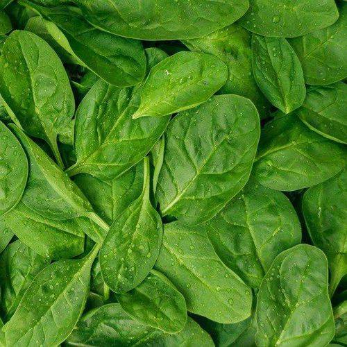 Jeunes épinards bio (142g) - organic baby spinach (142 g)