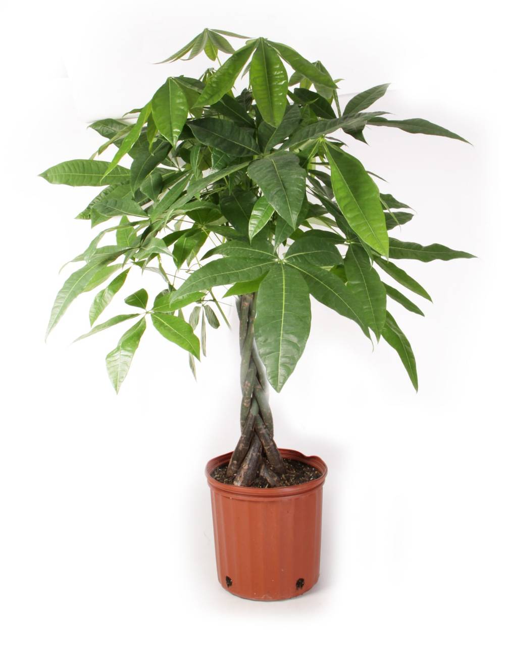 Lowe's Money Tree House Plant in 1.75-Gallon Pot | NURSERY