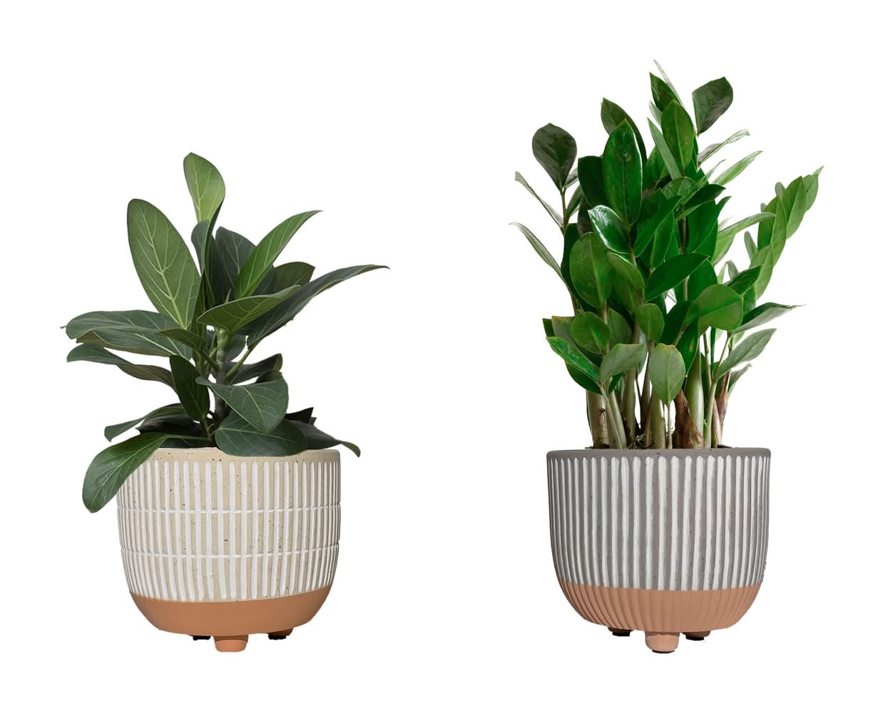 LiveTrends Stria House plant in 36 Ounce(s) Pot 1 -Pack | ASB06888
