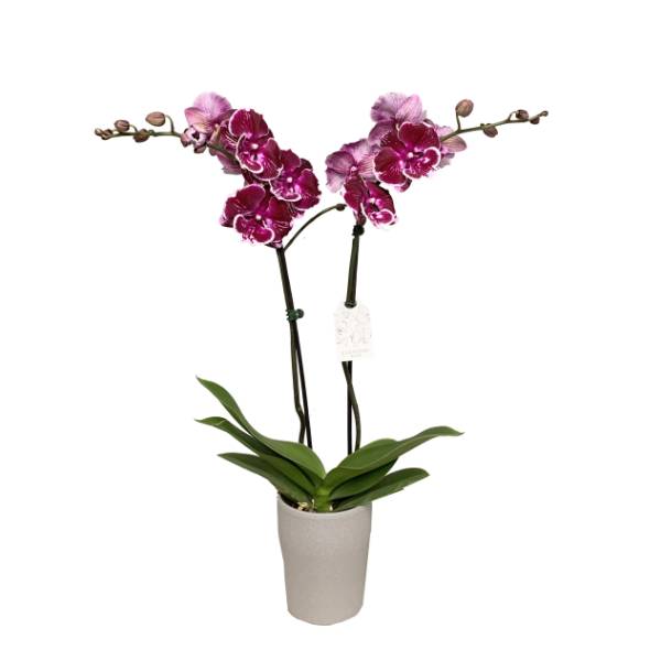 5'' Orchid In Ceramic