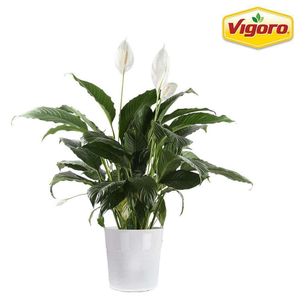 Vigoro Spathiphyllum Peace Lily In Plastic Deco Pot (10 In./White )