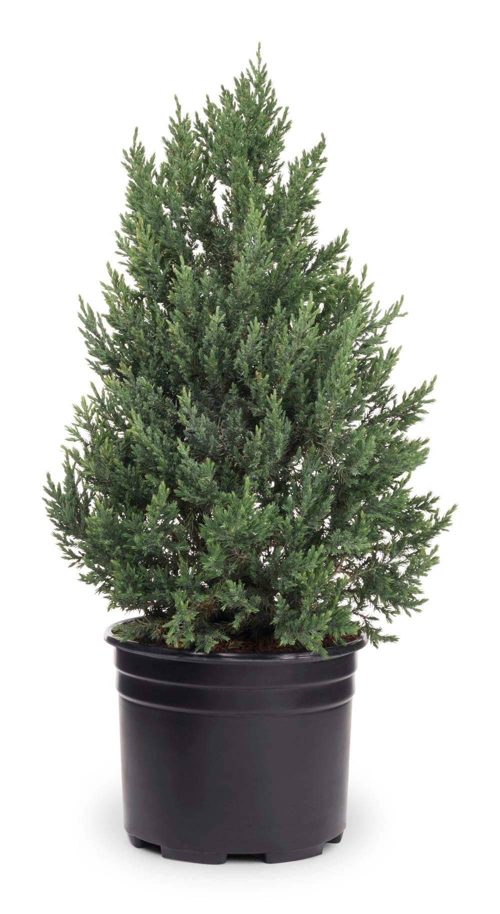 Lowe's Blue Point Juniper Feature Shrub in 2.25-Gallon Pot | NURSERY