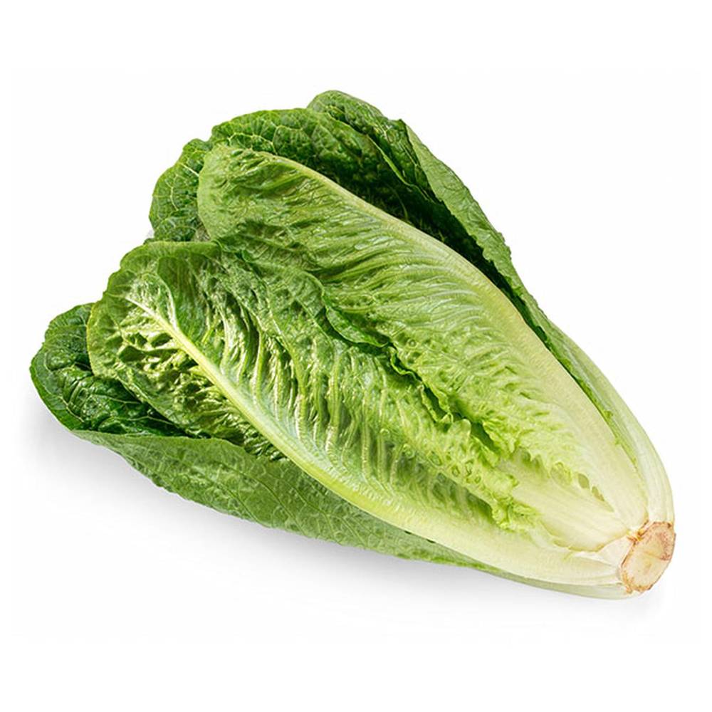 Lettuce Romaine