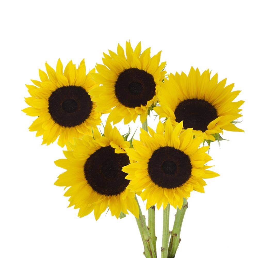 Floral Fresh Cut Sunflowers