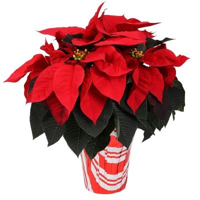 Spritz Live Red Poinsettia Christmas Plant (6.5"/Red)