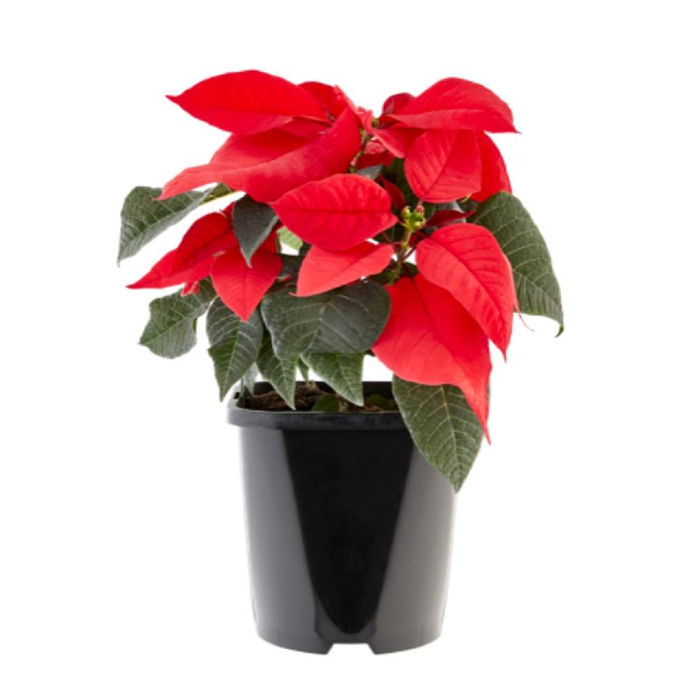 Poinsettia