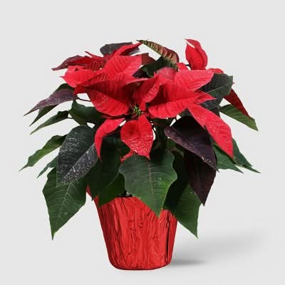 Good Little Garden Novelty Poinsettia Live Plant, Red