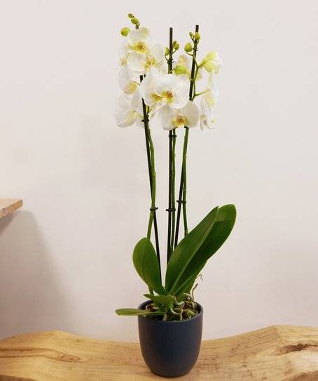 Orchidée blanche - 3 tiges