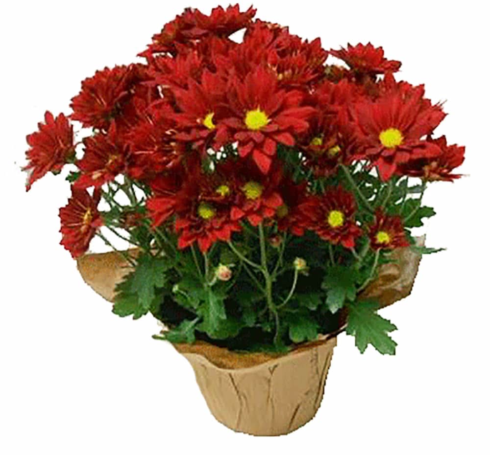 Fresh Live Mum Plant in Pot, 6.5 in, Assorted