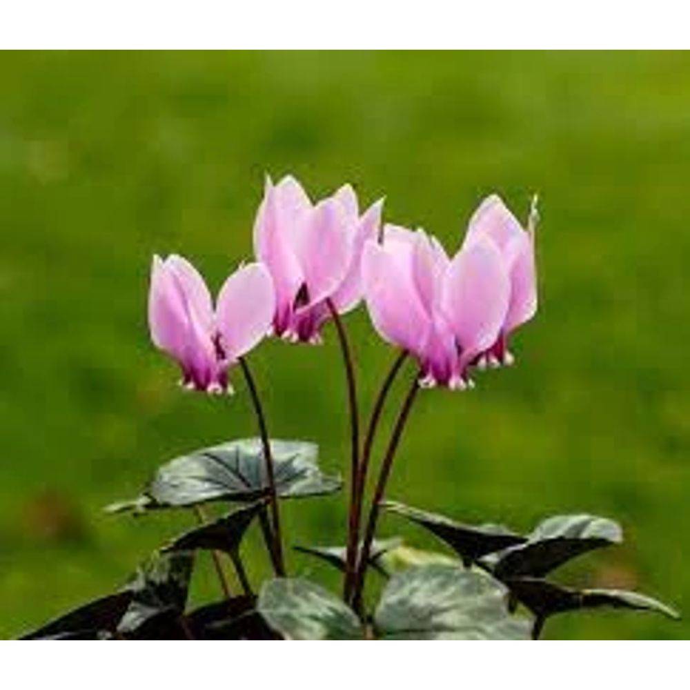 6.0 Cyclamen