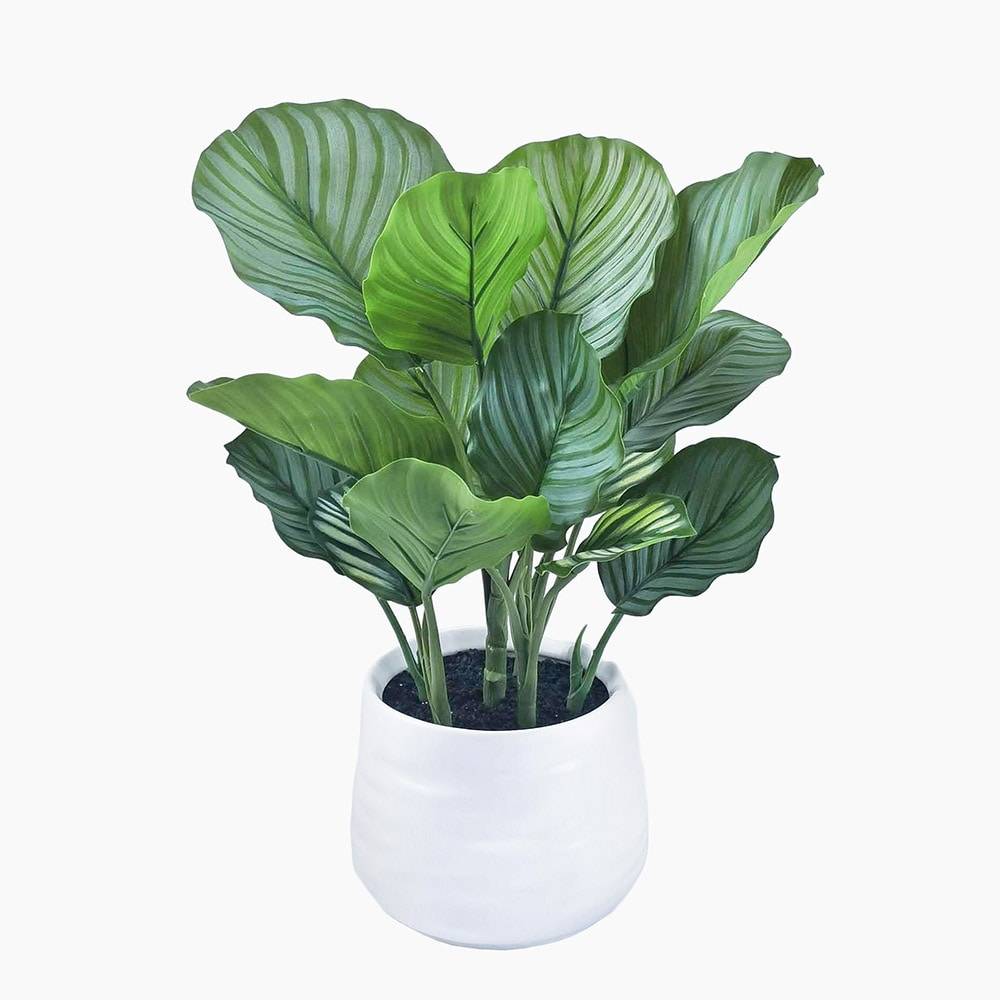 allen + roth 19.5-in Green Indoor/Outdoor Calathea Artificial Plant | 1200001