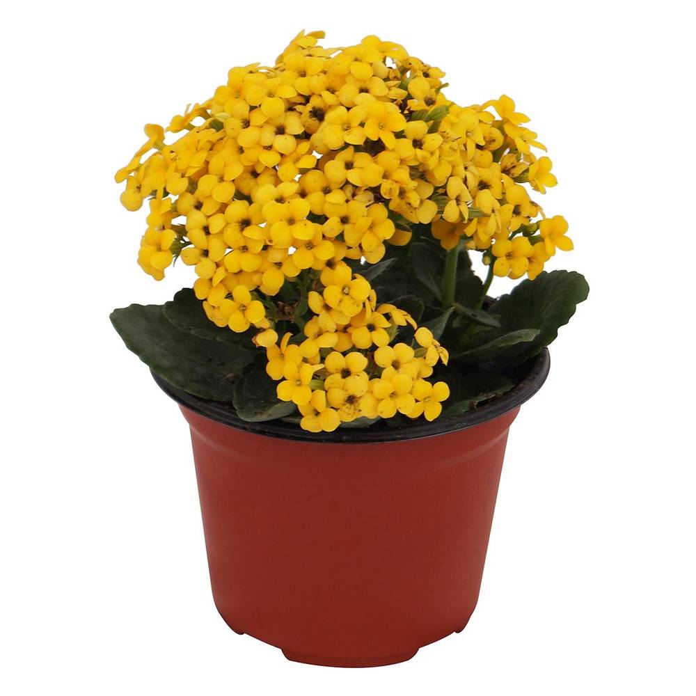 Floramundo · Planta kalanchoe