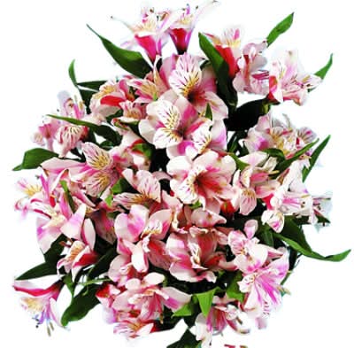 Signature Select Alstroemeria Flowers (9 ct)