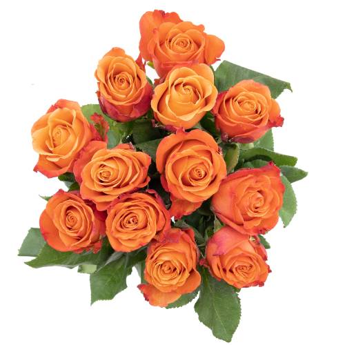 Dozen Rose Color Bunch