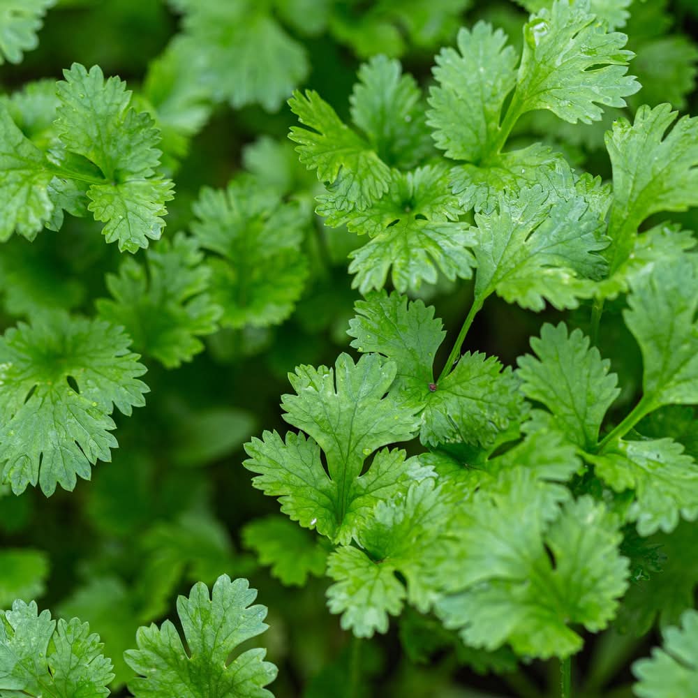 Bonnie Plants 1 -Pack Cilantro Plant in Pot