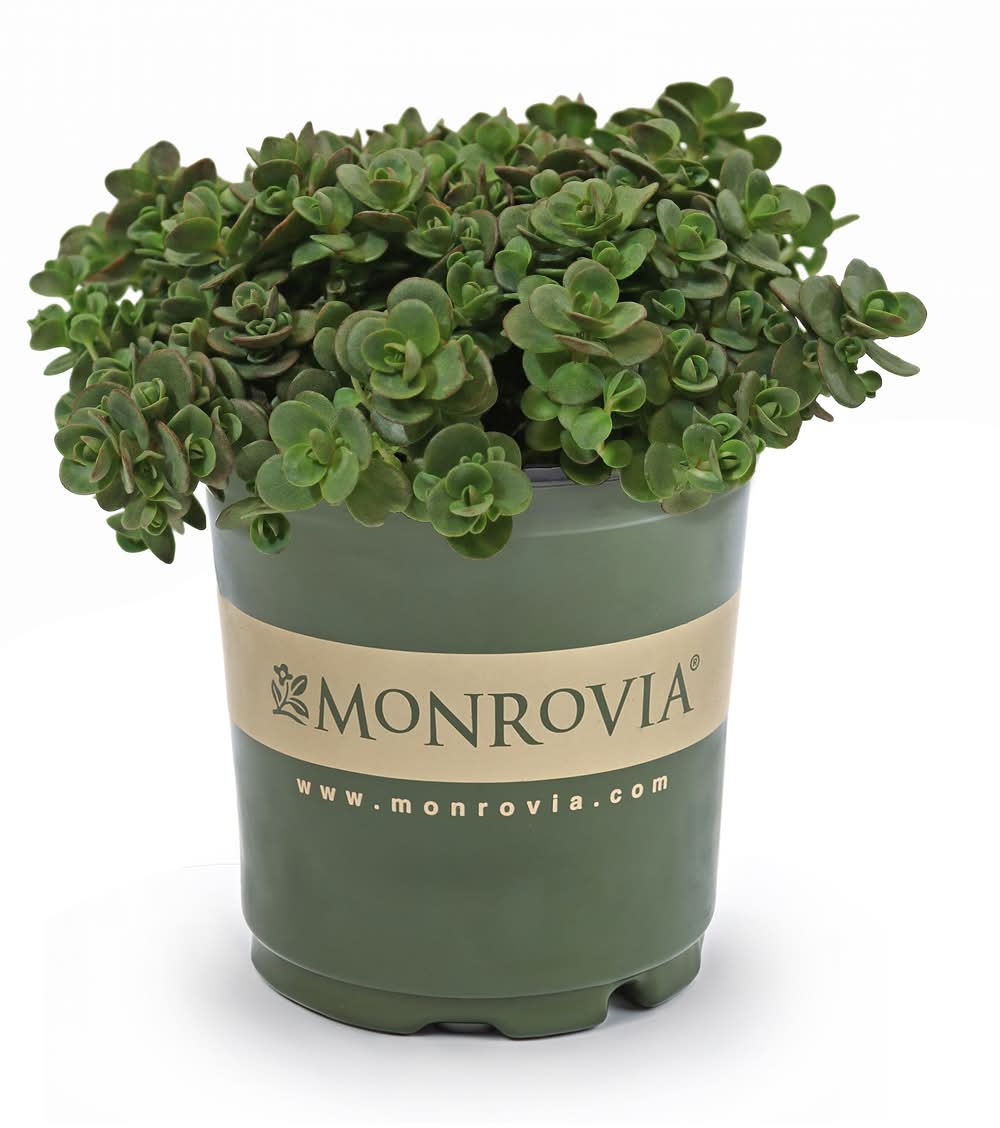 Monrovia Pink Monrovia Sunsparkler Lime Zinger Sedum Plant in 2.5 -Quart Pot 1 -Pack