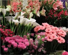 Bayview Fancy Flowers (Saint Clair)